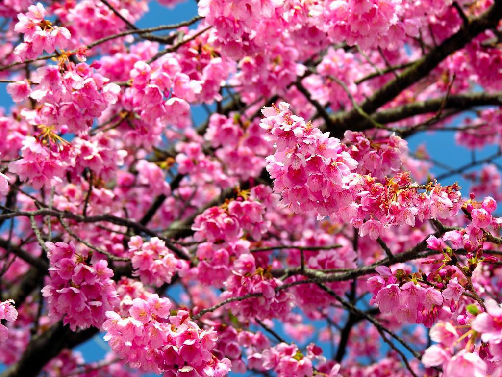 cherry-blossoms-in-full-bloom-109-6
