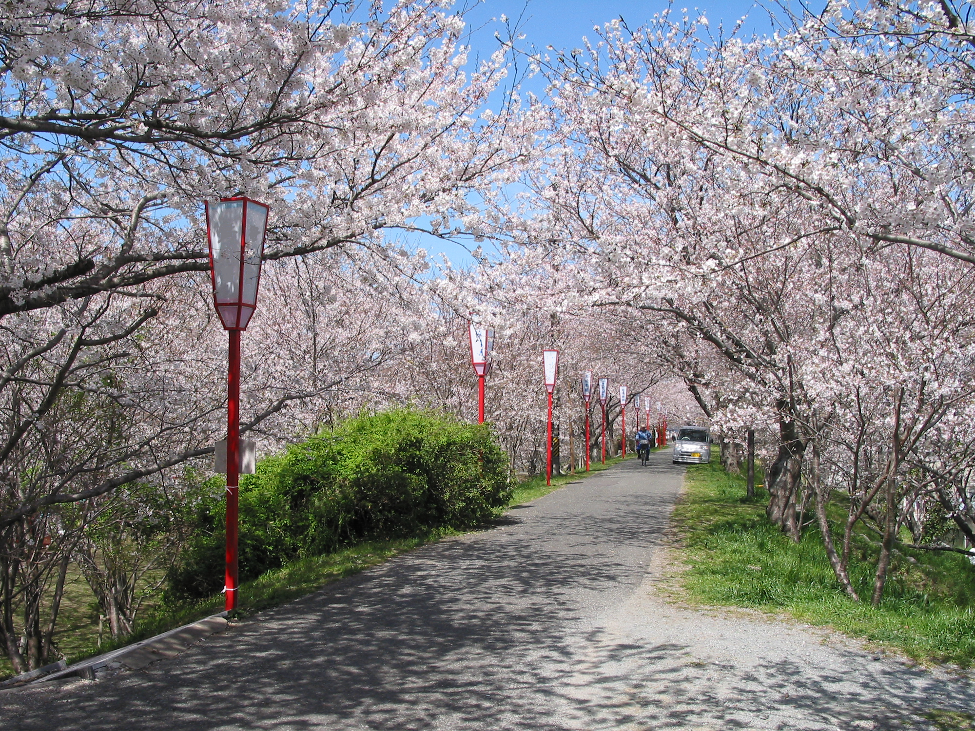 Cherry blossoms at Miyagawa-Tsutsumi