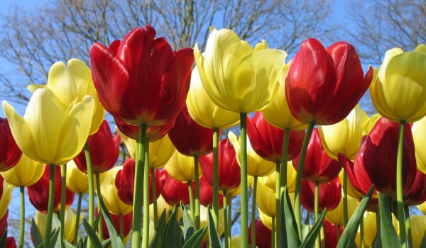 tulips_7